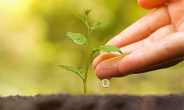 Jeune plante en croissance, symbole de l'approche holistique de Florence Aynaud